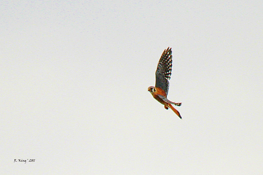 Feather Photograph - American Kestrel In Flight by Roena King