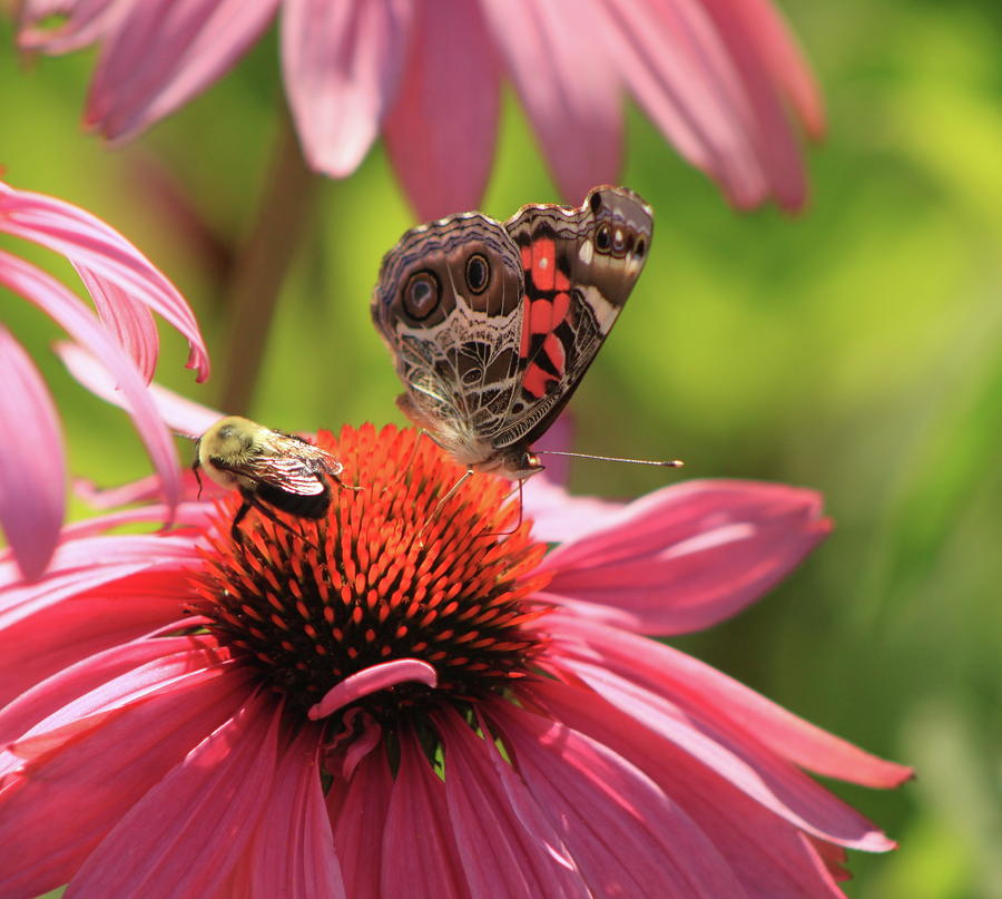 American Lady and Bee on Coneflower Photograph by John Burk