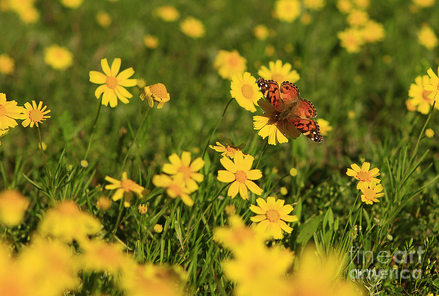 Butterfly Photograph - American Lady and Wildflowers by Royce  Gideon