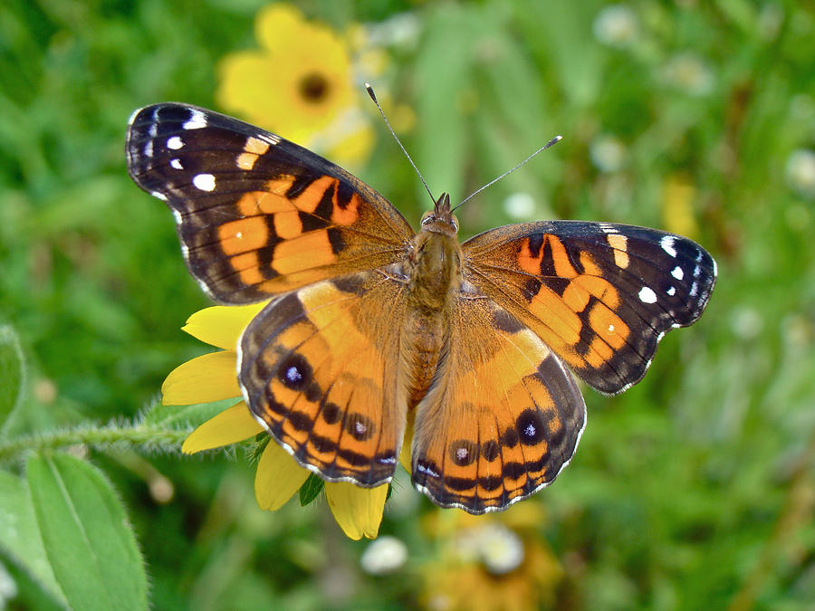 American Lady Butterfly Dorsal View - Vanessa virginiensis Photograph by Carol Senske