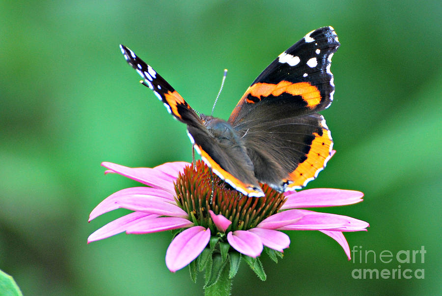 American Lady Butterfly Photograph by Lila Fisher-Wenzel