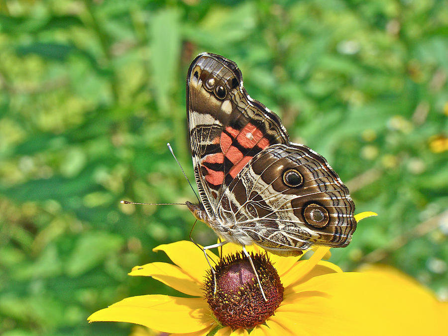 American Lady Butterfly Underwing - Vanessa virginiensis Photograph by Carol Senske