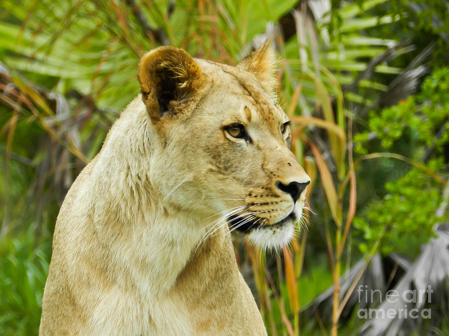 Miami Photograph - American Lion by Tammy Chesney