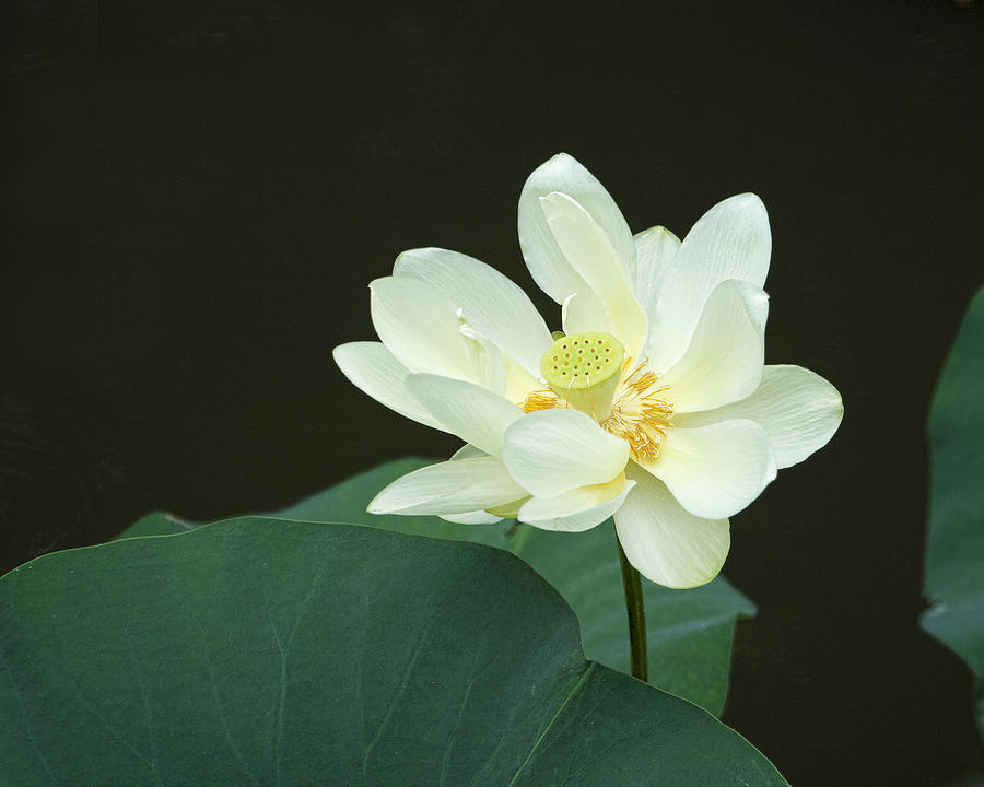 Flower Photograph - American Lotus Wildflower by Kathy Clark