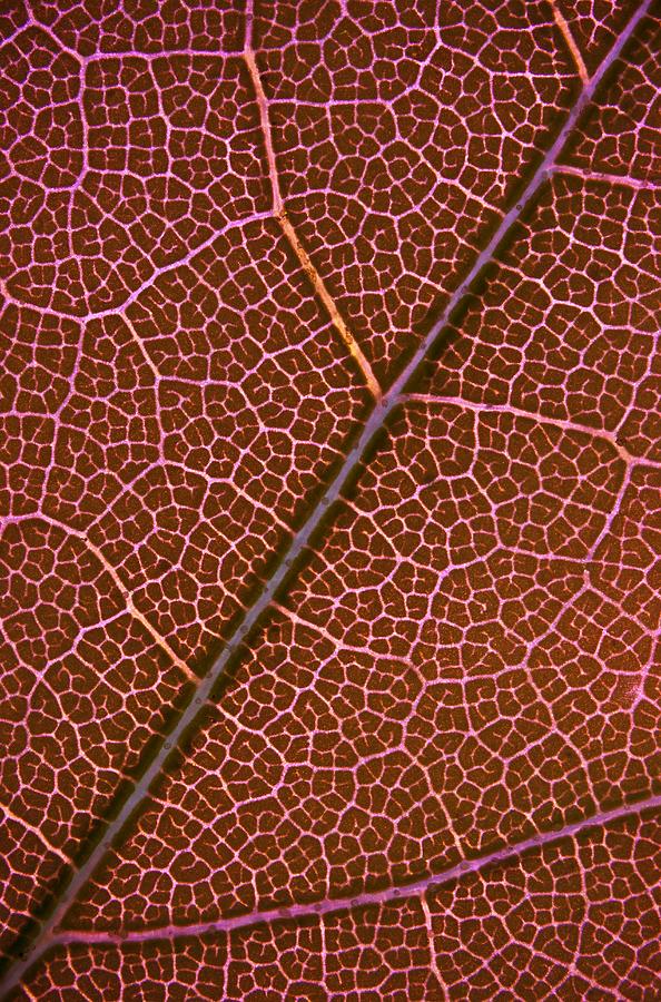 Tree Photograph - American Oak Leaf, Light Micrograph by Jerzy Gubernator