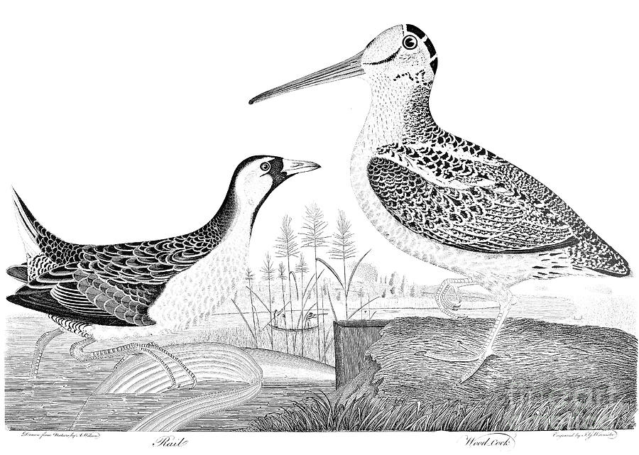 Woodcock Photograph - American Ornithology by Granger