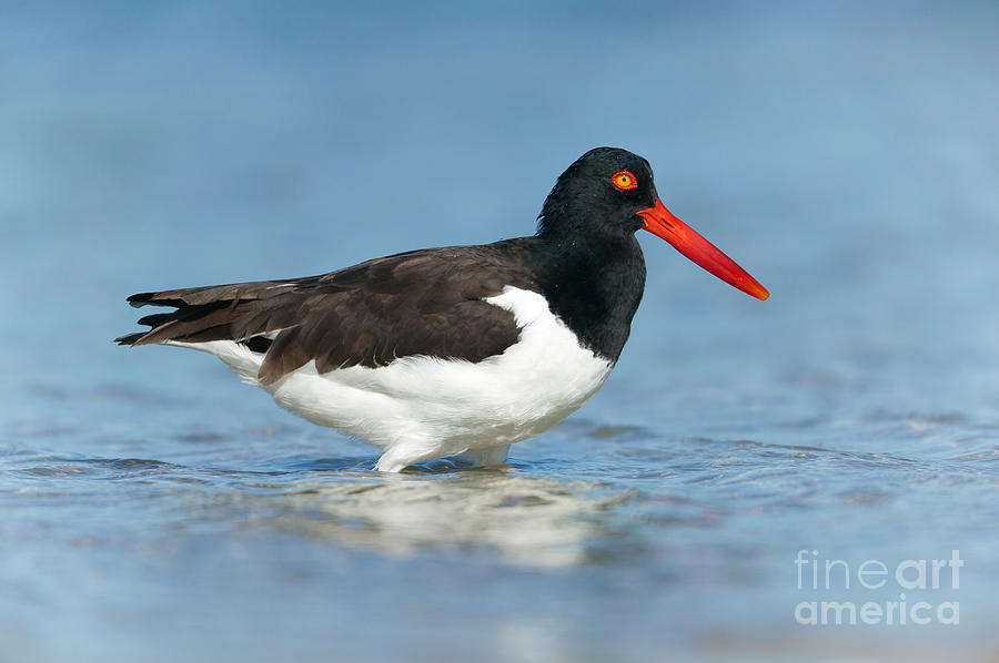 American Oystercatcher I Photograph by Clarence Holmes