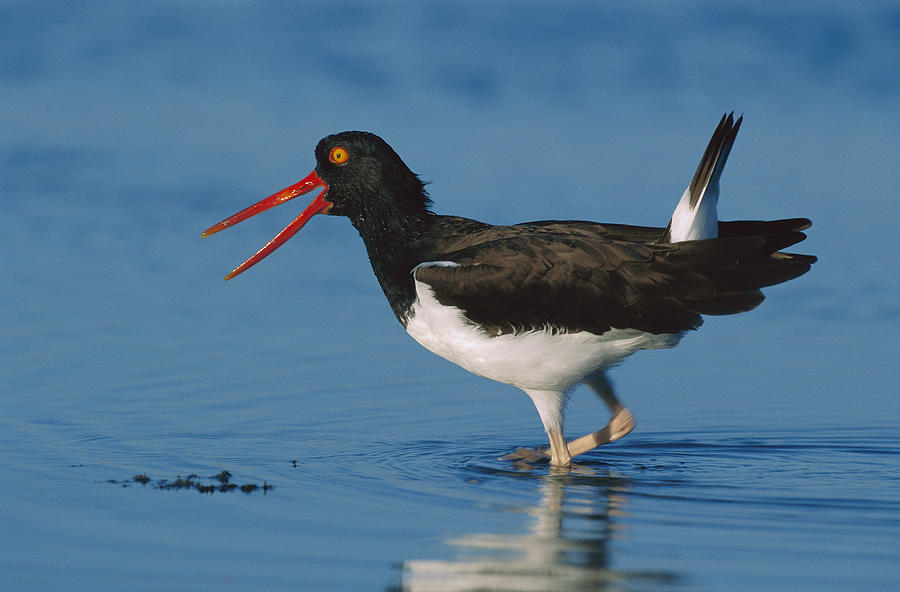 American Oystercatcher Wading North Photograph by Tim Fitzharris