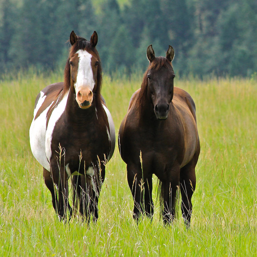 American Paint Stallion and Mare Photograph by Karon Melillo DeVega