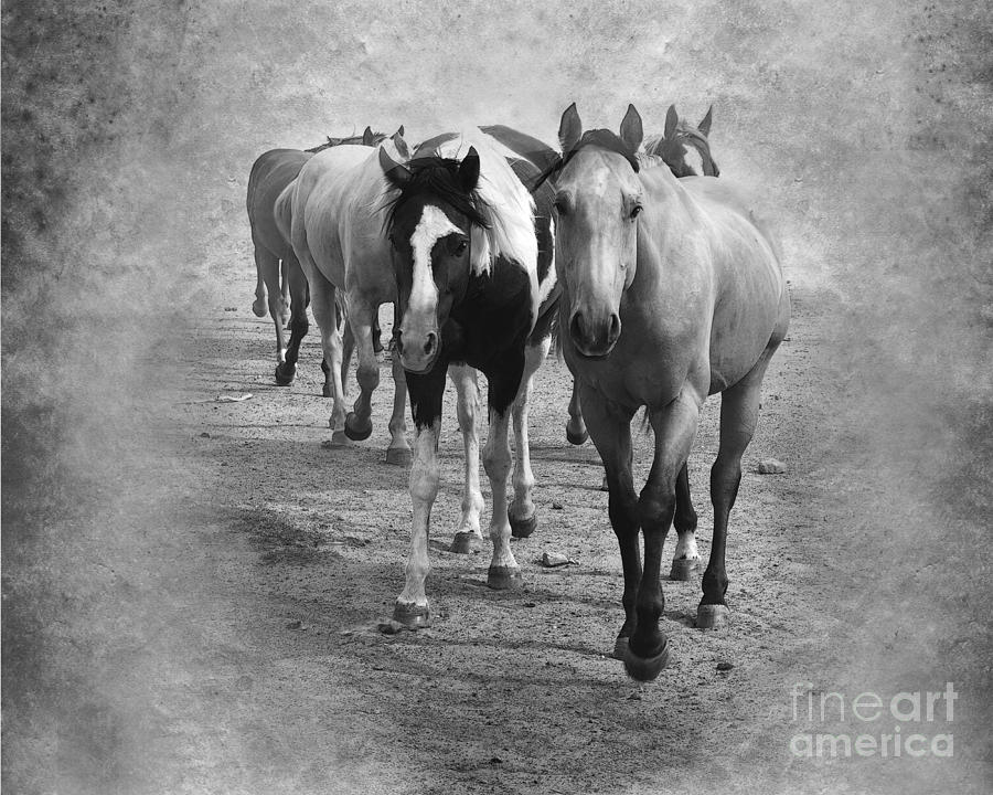 American Quarter Horse Herd in Black and White Photograph by Betty LaRue