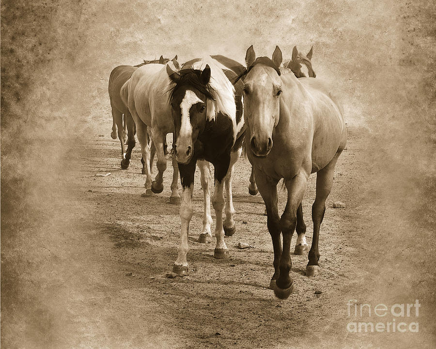 Horse Photograph - American Quarter Horse Herd in Sepia by Betty LaRue