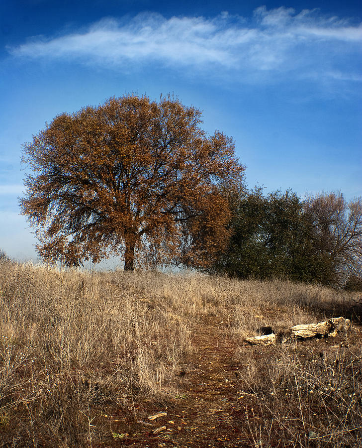 American River Parkway Photograph by Brian Hawley - Pixels