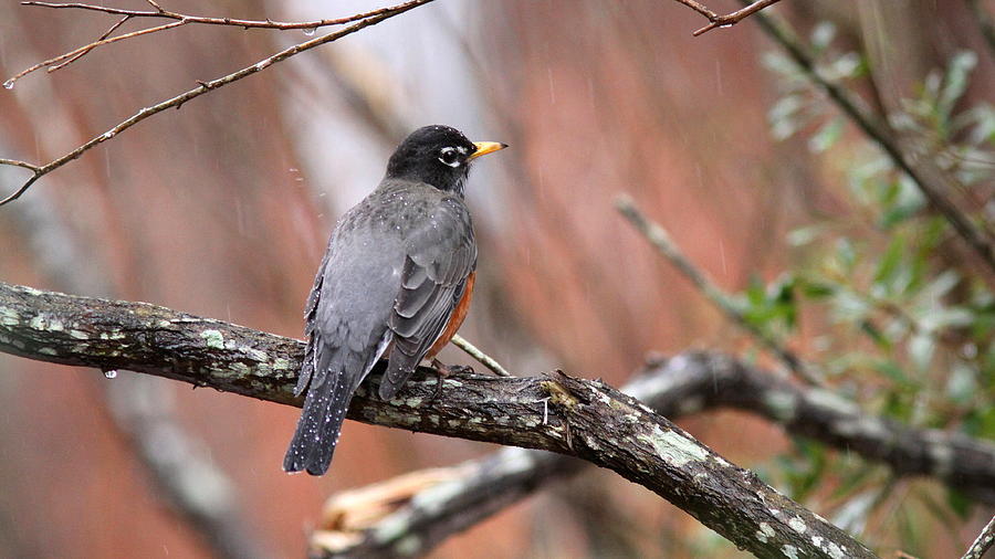 American Robin - Sprinkling Rain Photograph