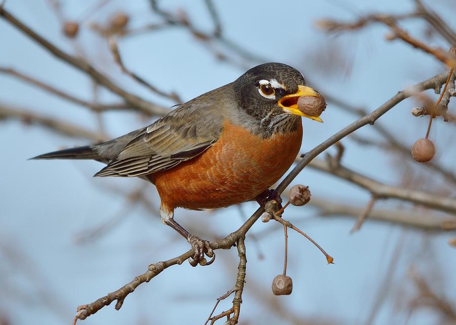 American Robin Bowling Photograph by Toshihide Takekoshi - Fine Art America