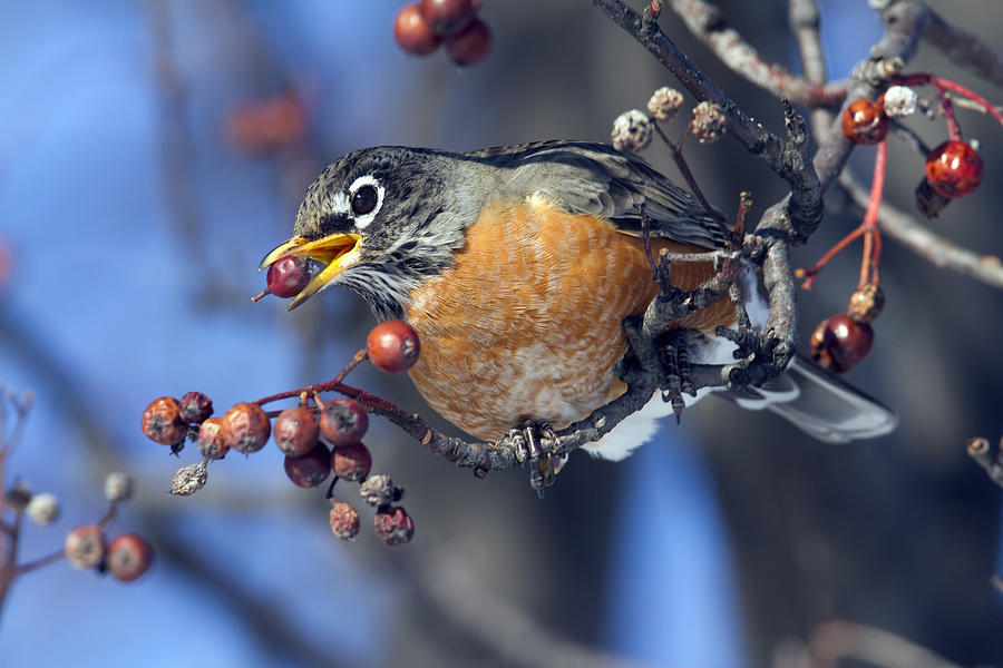 do robins eat blueberries