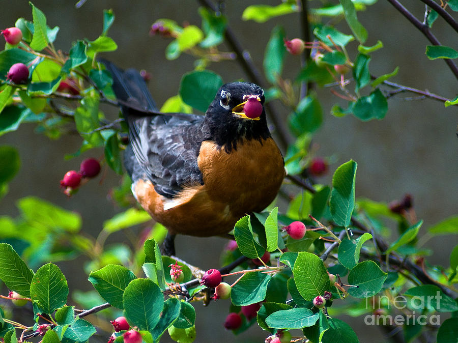 American Robin Eating Berries Photograph by Terry Elniski
