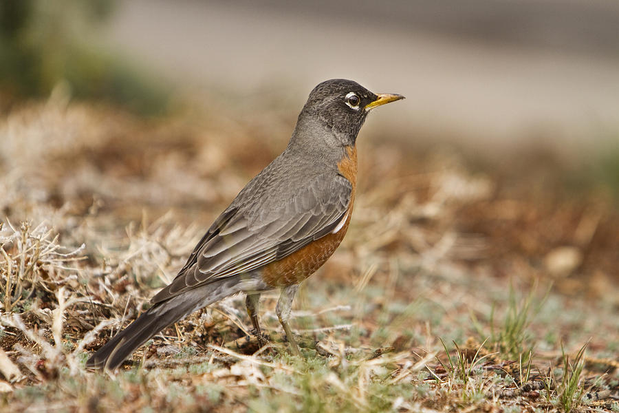American Robin in the Hood Photograph by James BO Insogna