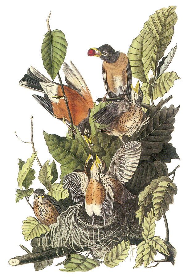 American Robin Painting by John James Audubon
