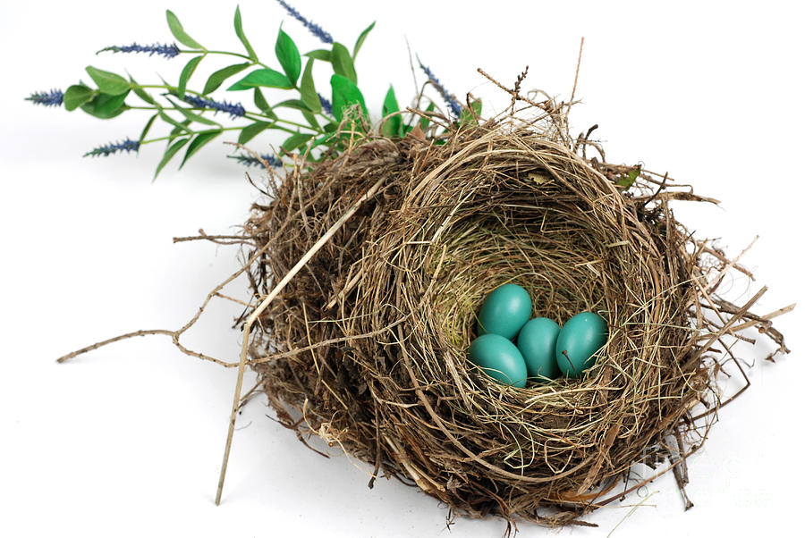 American Robin Nest Photograph by Photo Researchers, Inc.