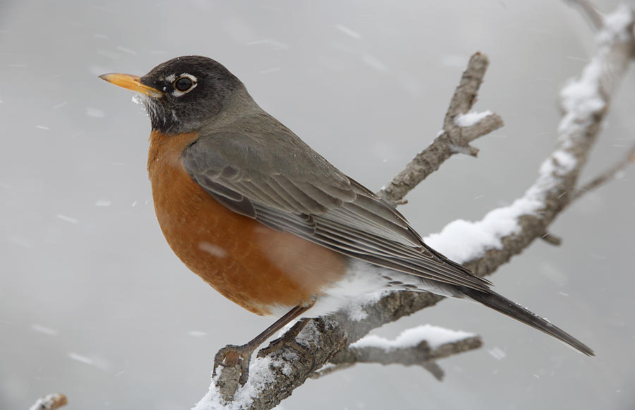 American Robin Perching In Snow Storm Photograph by Tim Fitzharris