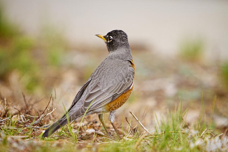 American Robin Portrait Photograph by James BO Insogna