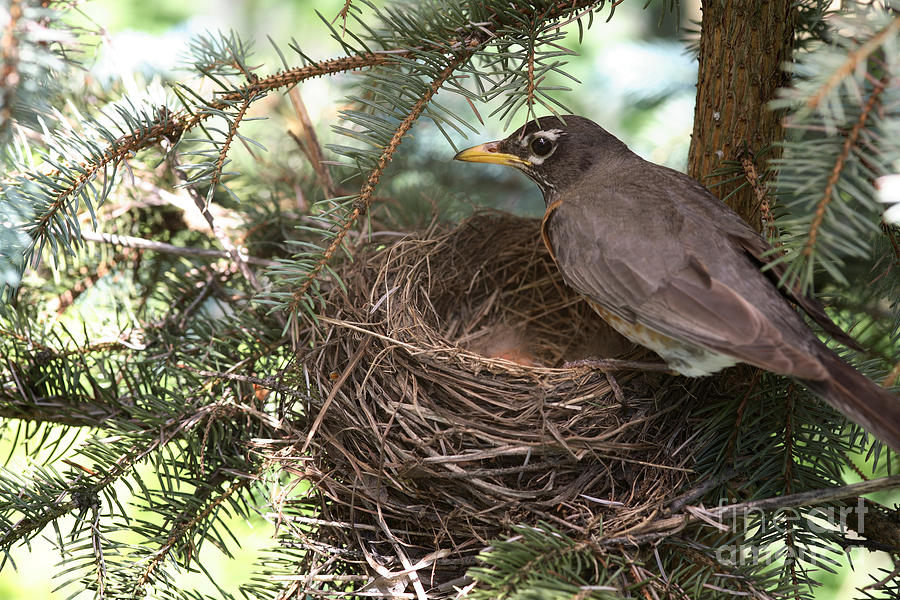 Robin Photograph - American Robin by Ted Kinsman