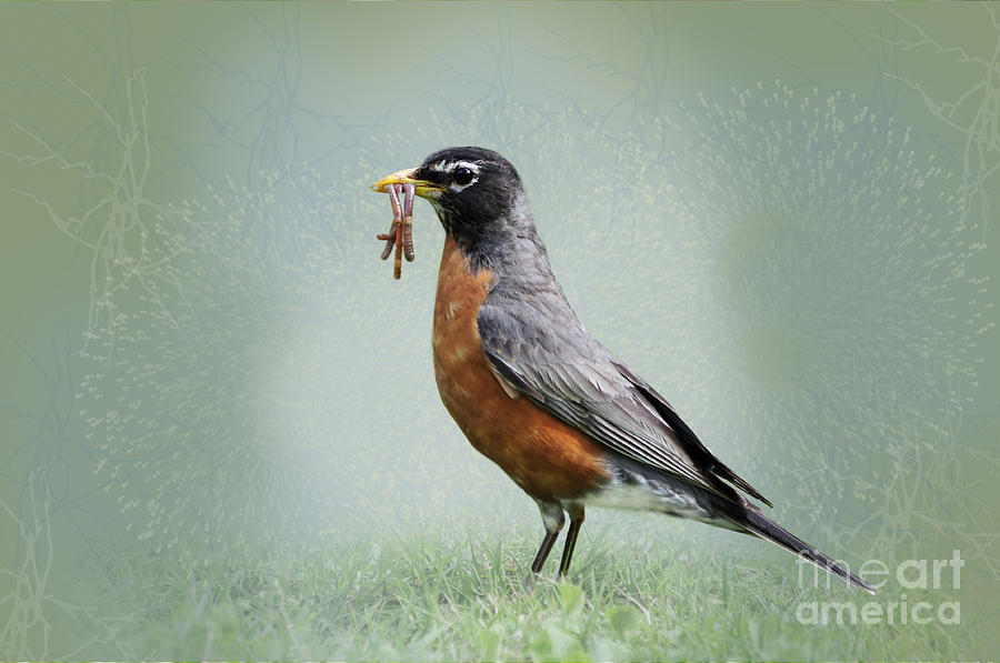 American Robin With Worms Photograph