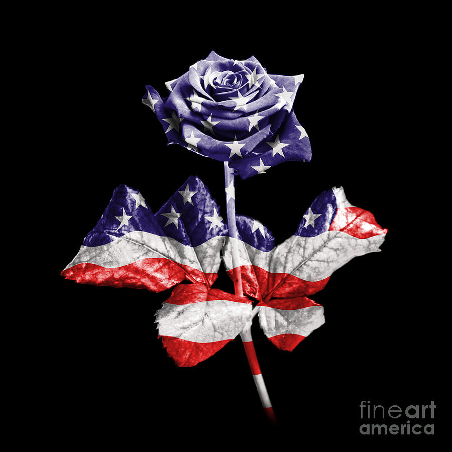 Rose Photograph - American rose by Richard Thomas