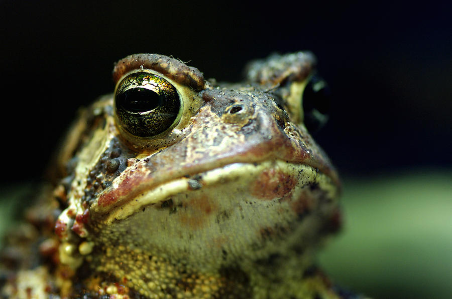 American Toad Captive, Bufo Americanus Photograph by Steeve Marcoux