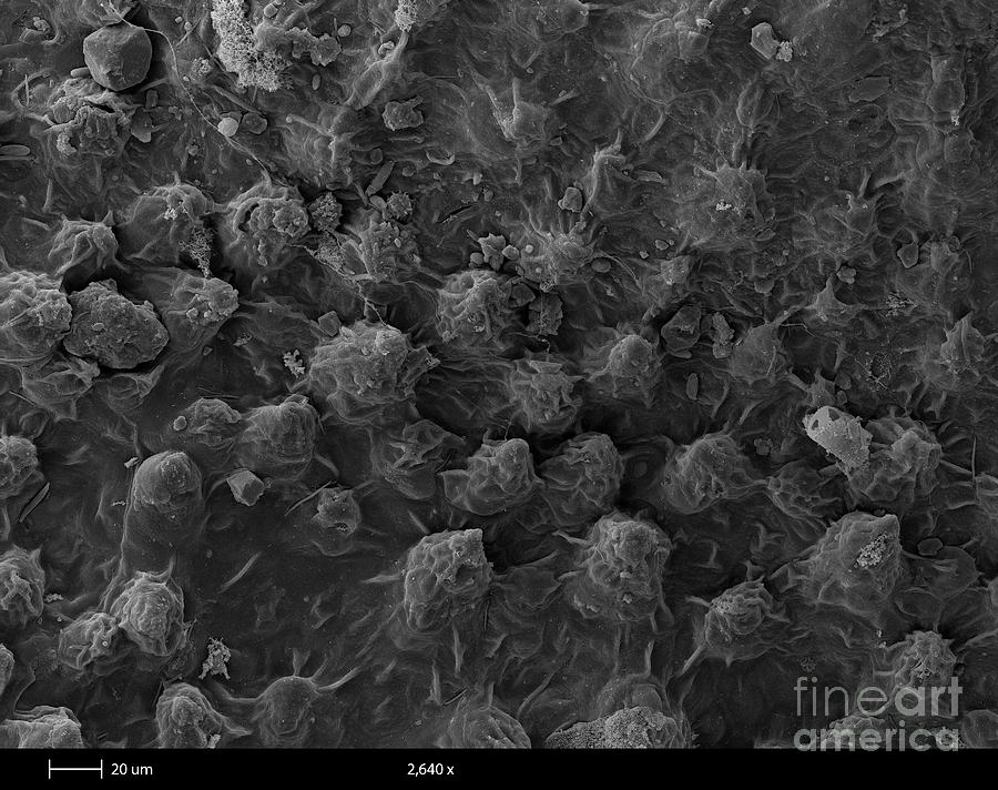 American Toad Skin, Sem Photograph by Ted Kinsman
