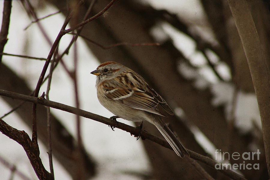 American Tree Sparrow Photograph by Alyce Taylor