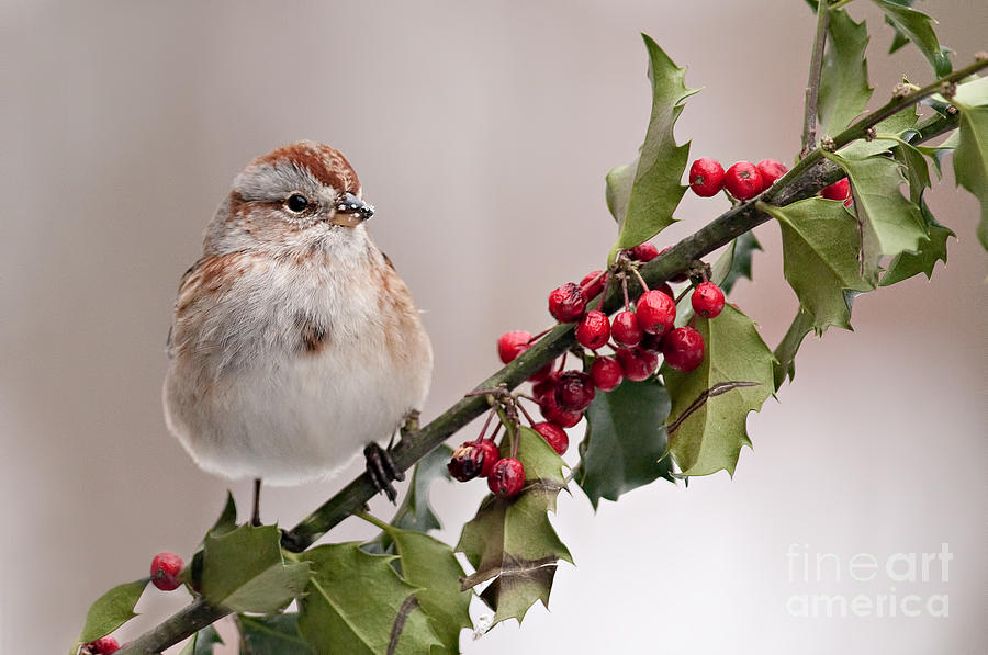 American Tree Sparrow Photograph by Jean A Chang