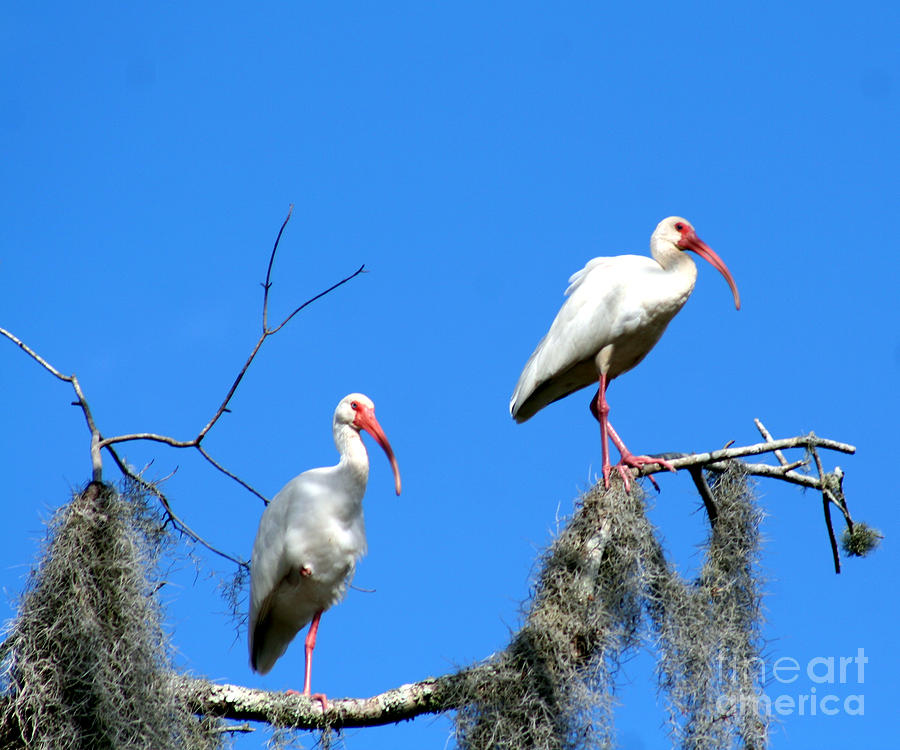 Ibis Photograph - American White Ibis by April Wietrecki Green