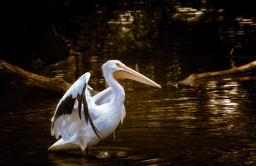 American White Pelican #2 Photograph by Bill and Linda Tiepelman