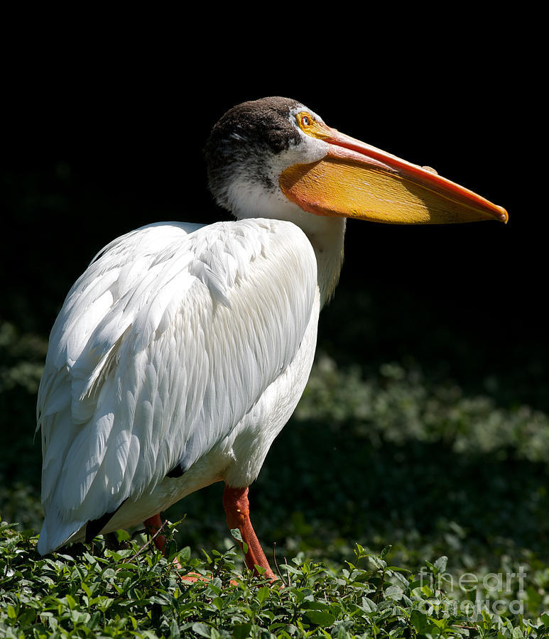 American White Pelican Photograph