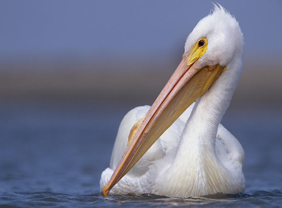 American White Pelican North America Photograph by Tim Fitzharris