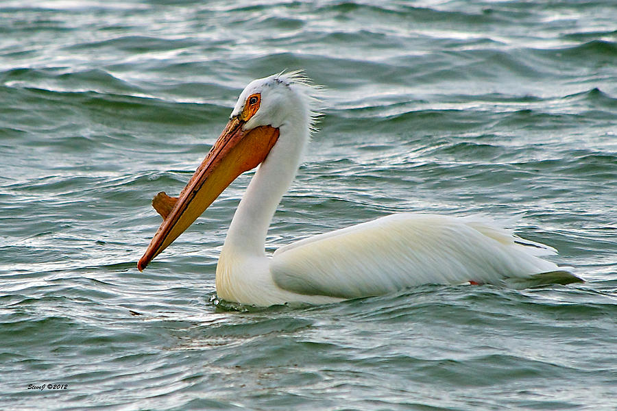 American White Pelican Photograph by Stephen Johnson