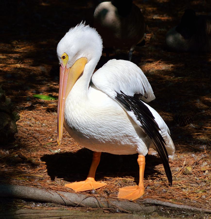 American White Pelican Photograph by Billy Beck
