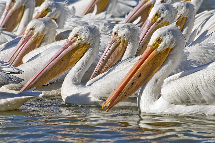 Baton Rouge Photograph - American White Pelicans by Clay Coleman