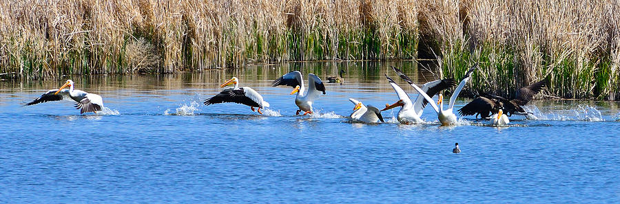 American White Pelicans Photograph by Greg Norrell