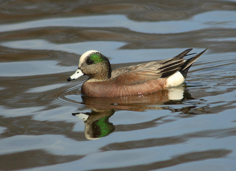 American Wigeon Duck Photograph by Cindy Haggerty