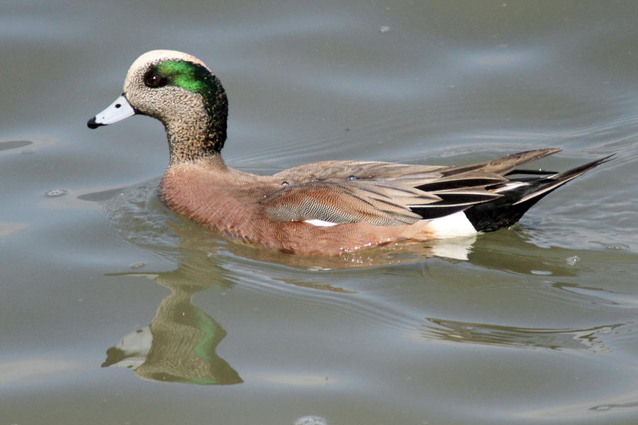 American Wigeon Duck by Pierre Leclerc Photography