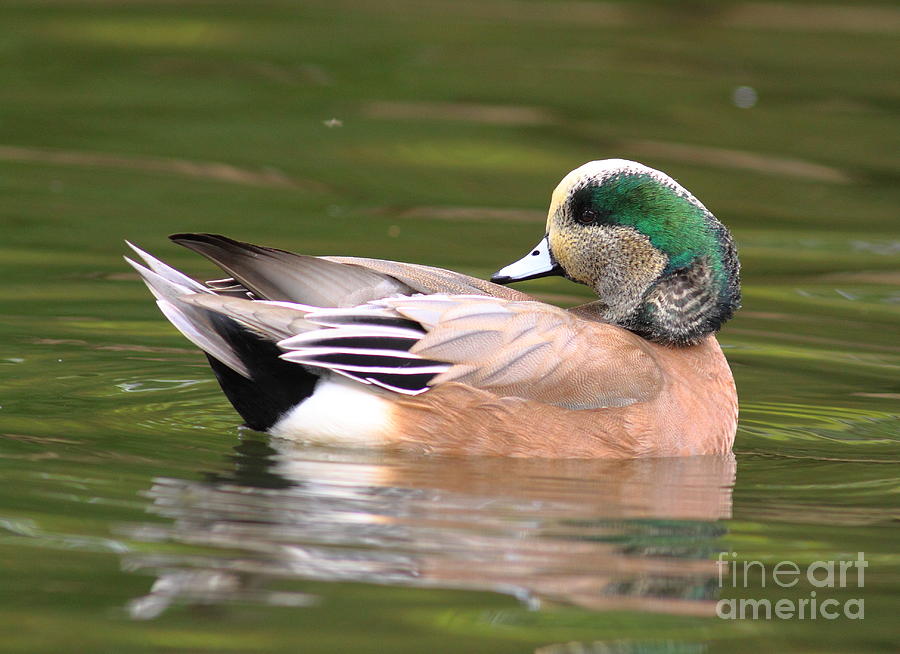 American Wigeon Photograph by Robert Frederick