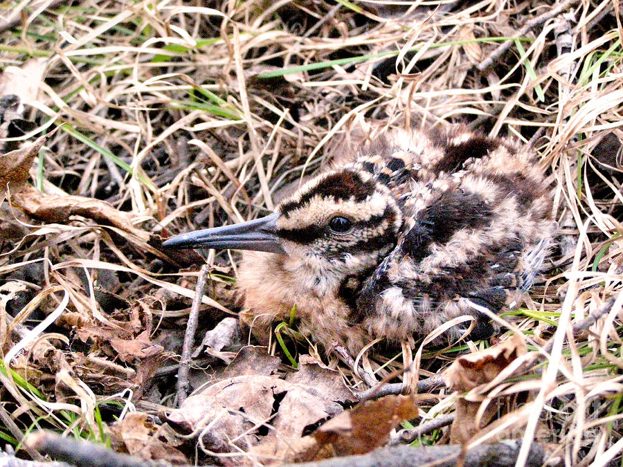 American Woodcock Chick No. 2 Photograph by Angie Rea