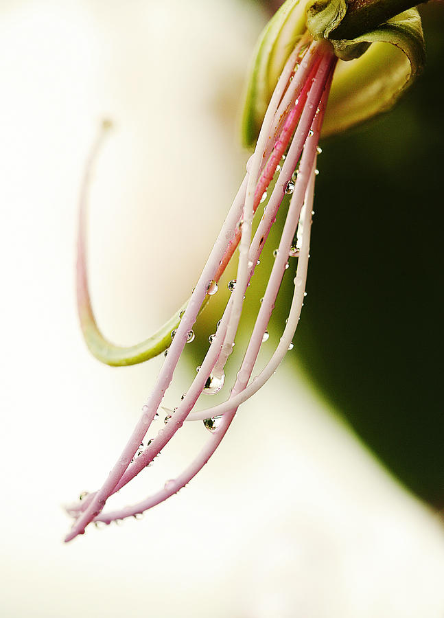 Flower Photograph - Amherstia Nobilis 1 by Marilyn Hunt