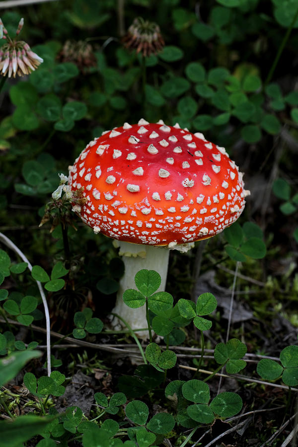 Mushroom Photograph - Aminita by Doug Lloyd