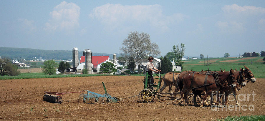 Amish Farming Photograph by Vilas Malankar