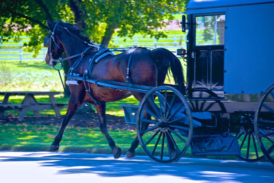 Amish Horse and Carriage Photograph by Eric Tressler