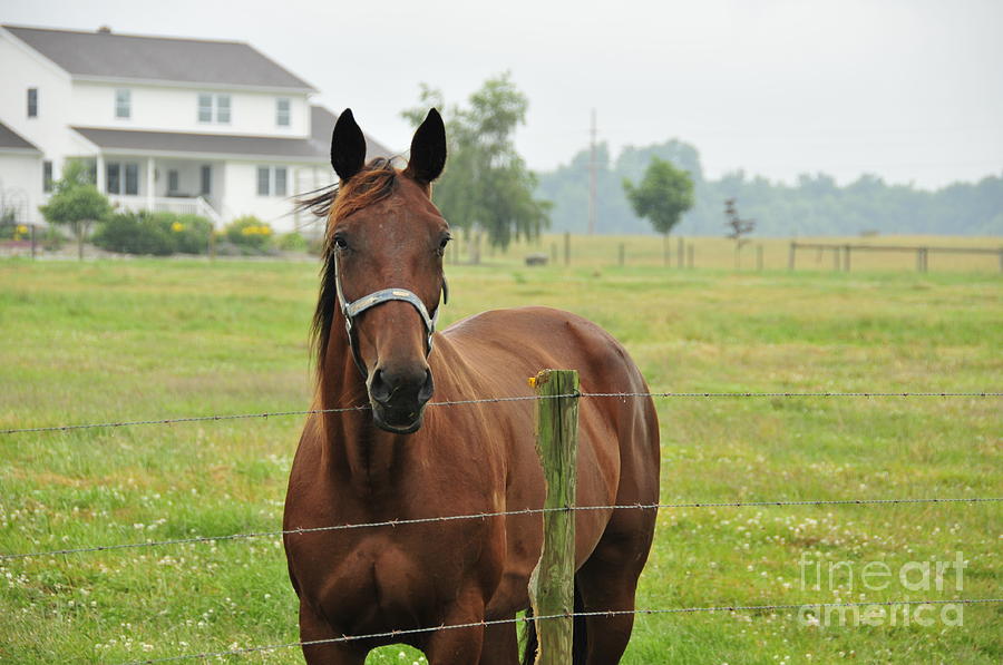 Amish Horse Photograph by David Arment
