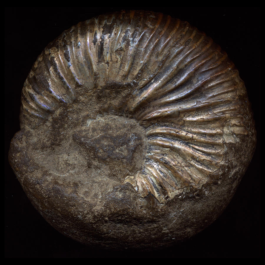 Ammonite Back Photograph by David Kleinsasser